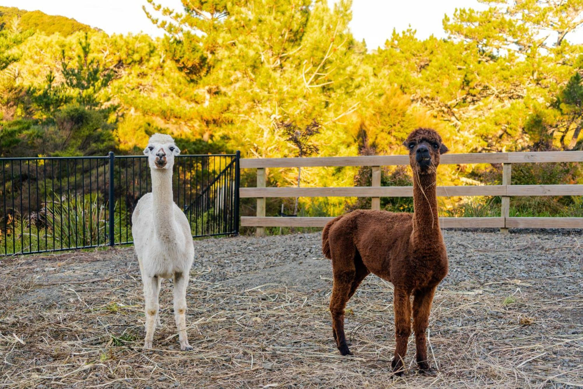 Apartmán Alpaca Manor Auckland Exteriér fotografie