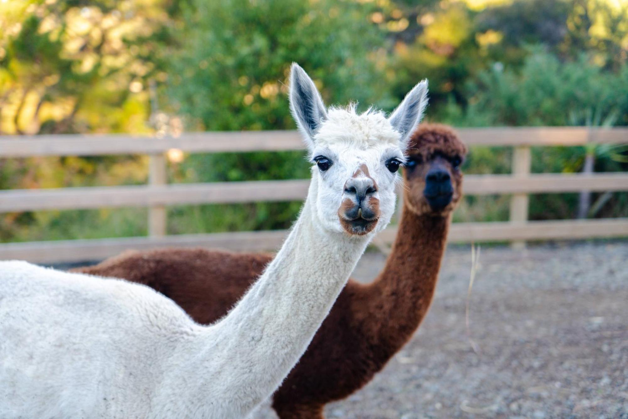 Apartmán Alpaca Manor Auckland Exteriér fotografie