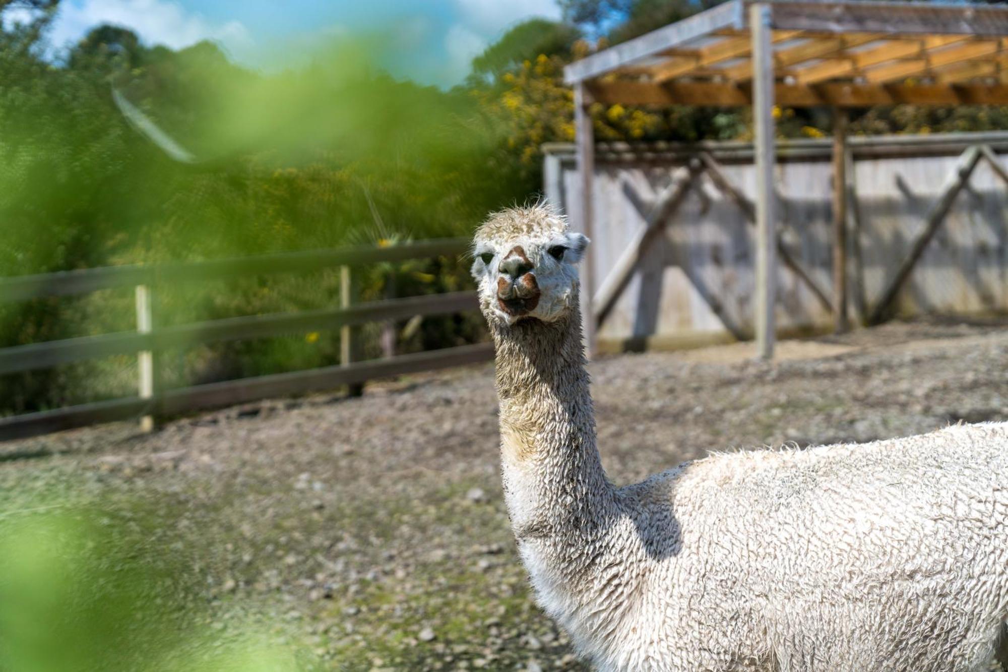 Apartmán Alpaca Manor Auckland Exteriér fotografie
